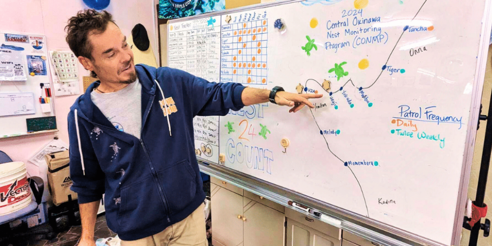 japan-sea-turtle-conservation-volunteering-in-okinawa-1