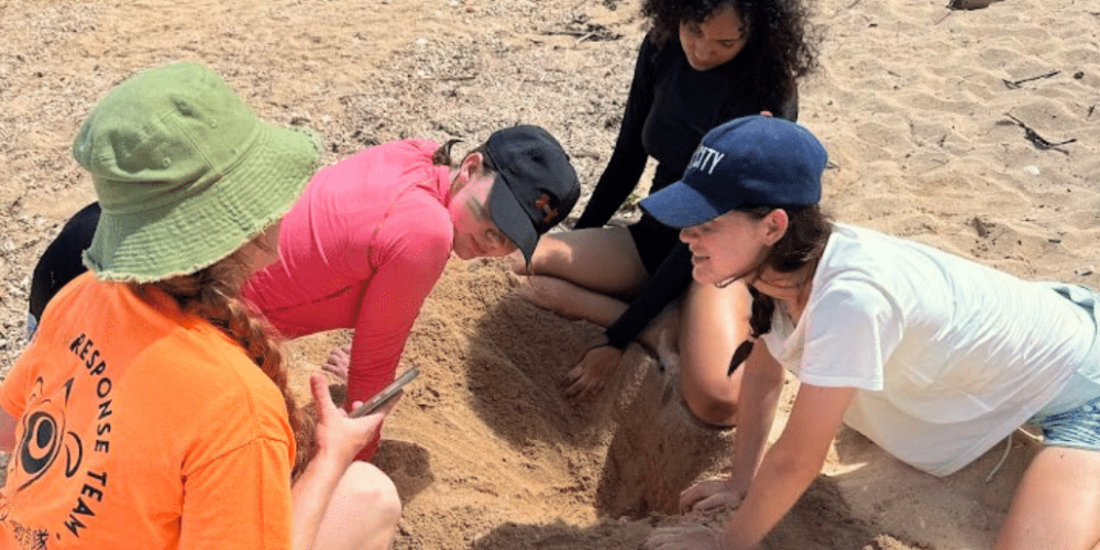 japan-sea-turtle-conservation-volunteering-in-okinawa-12