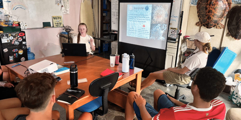 japan-sea-turtle-conservation-volunteering-in-okinawa-15