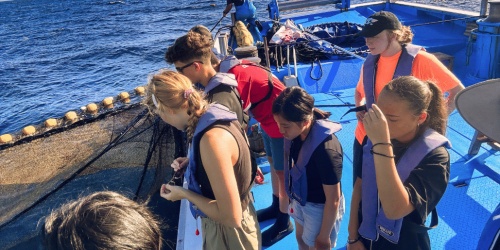 japan-sea-turtle-conservation-volunteering-in-okinawa-16