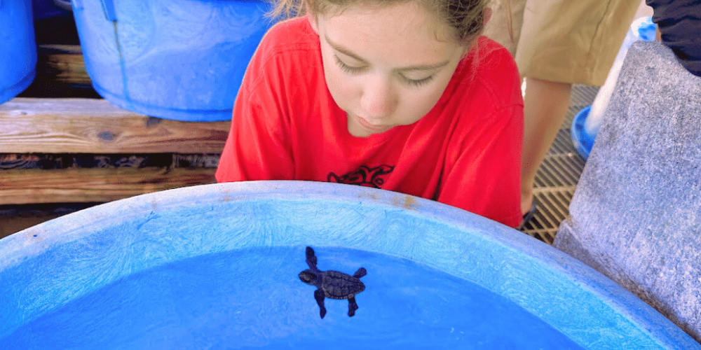 japan-sea-turtle-conservation-volunteering-in-okinawa-24