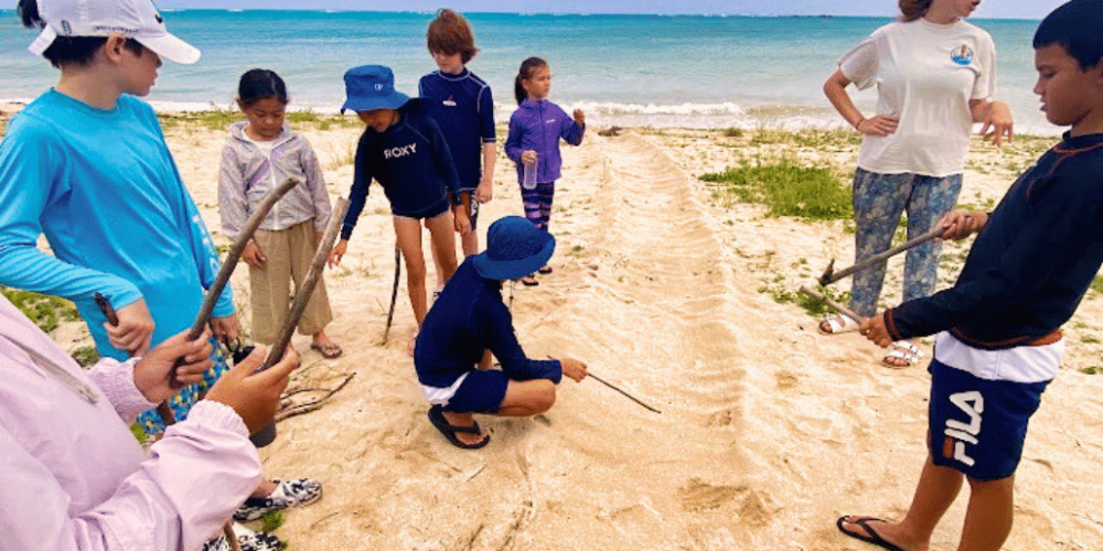 japan-sea-turtle-conservation-volunteering-in-okinawa-30