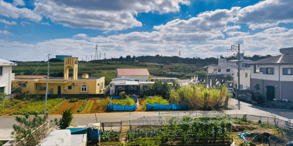 japan-sea-turtle-conservation-volunteering-in-okinawa-41
