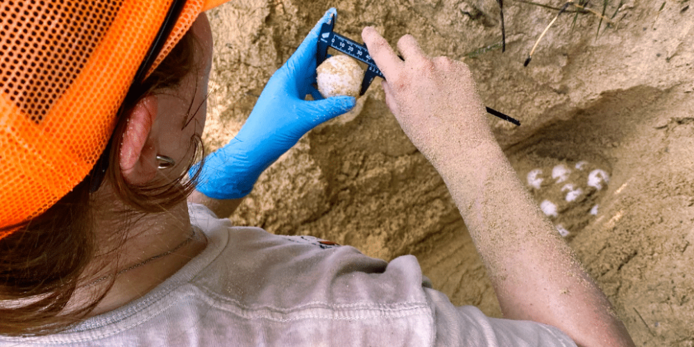 japan-sea-turtle-conservation-volunteering-in-okinawa-49