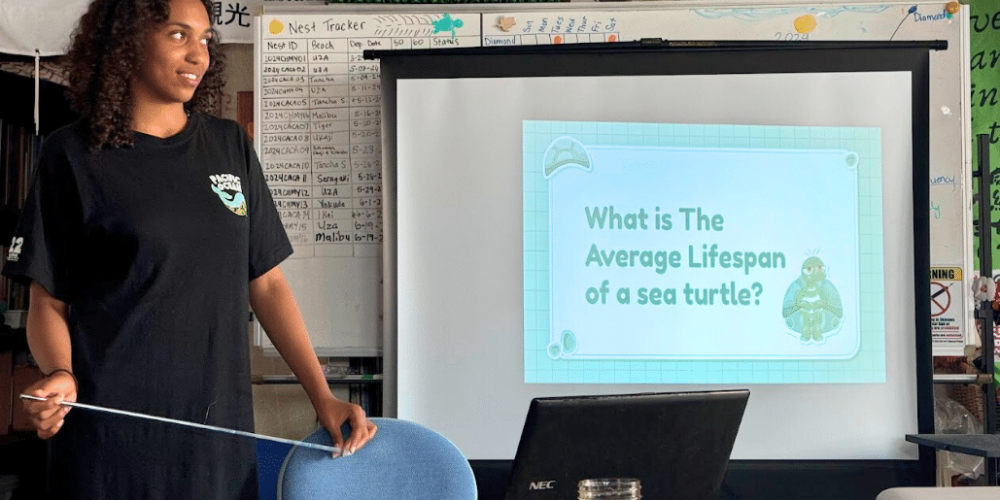 japan-sea-turtle-conservation-volunteering-in-okinawa-52