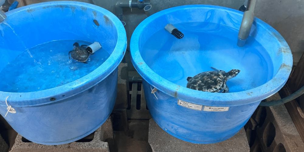 japan-sea-turtle-conservation-volunteering-in-okinawa-6