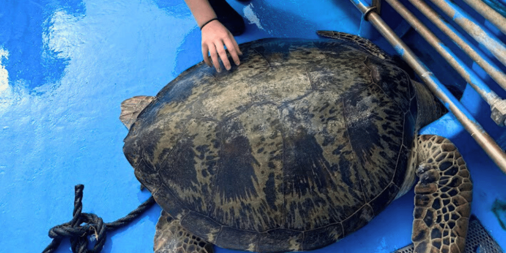 japan-sea-turtle-conservation-volunteering-in-okinawa-7
