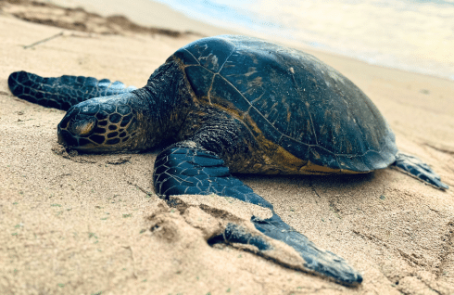 japan-sea-turtle-conservation-volunteering-in-okinawa-main-6