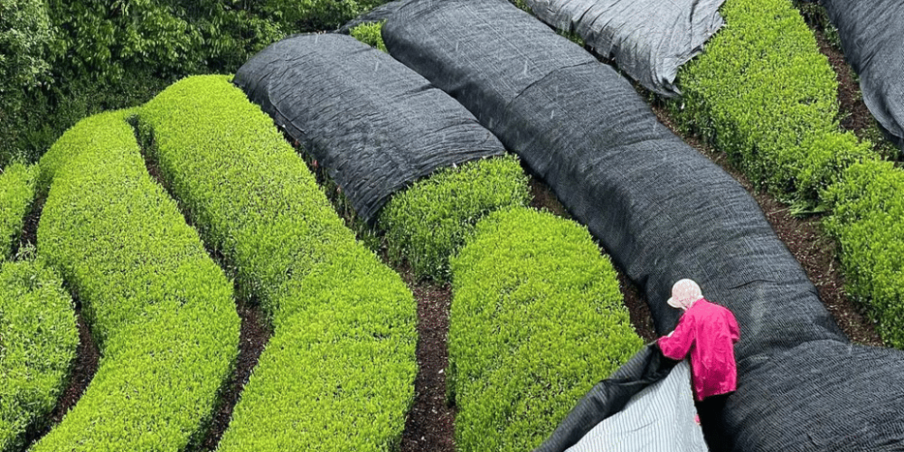 japan-working-holiday-support-program-45