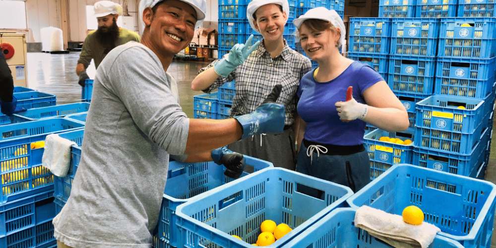 japan-working-holiday-support-program-49