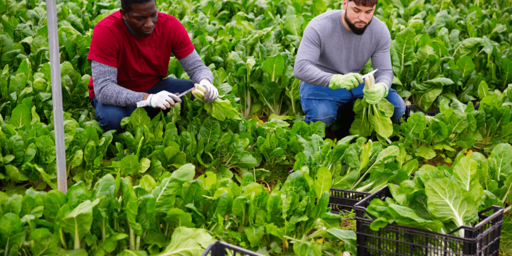 japan-working-holiday-support-program-55