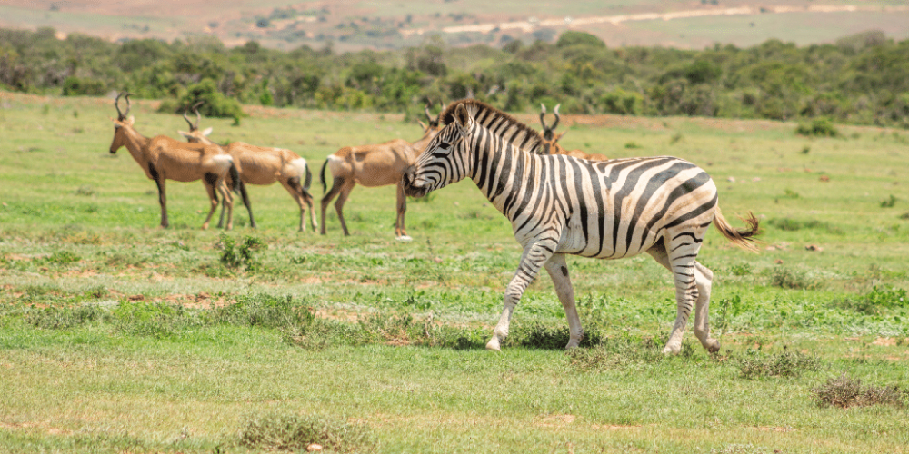 kenya-climate-change-and-wildlife-program-for-teenagers8