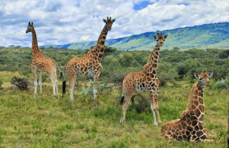 kenya-wildlife-conservation-giraffe-monitoring-main-3