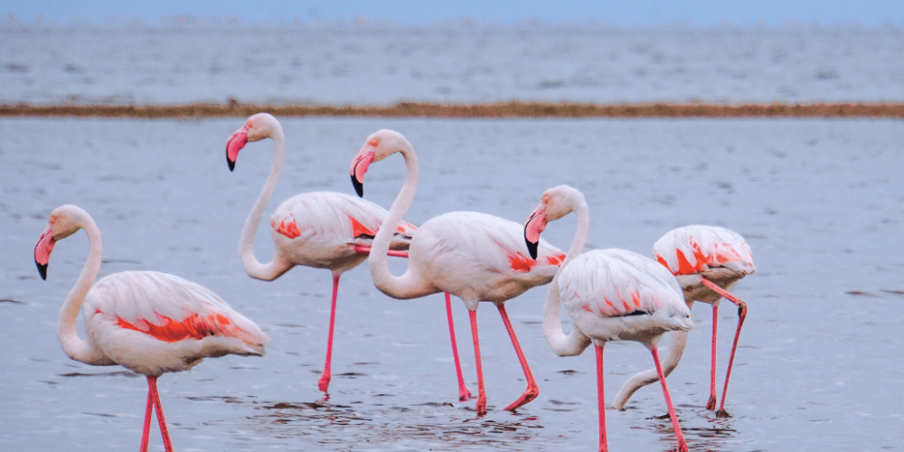 kenya–climate-change-&-wildlife-for-teenagers-11