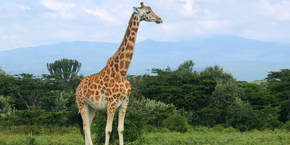 kenya–climate-change-&-wildlife-for-teenagers-30