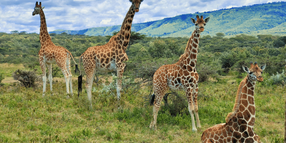 kenya–climate-change-&-wildlife-for-teenagers-4