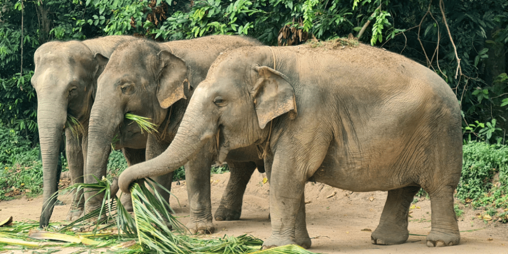 koh-samui-elephant-care-volunteering-48
