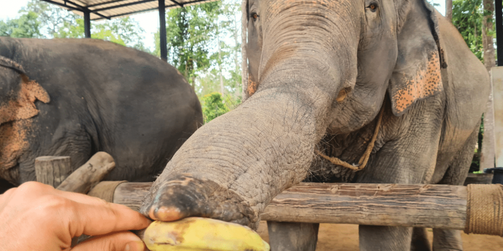 koh-samui-elephant-care-volunteering-49