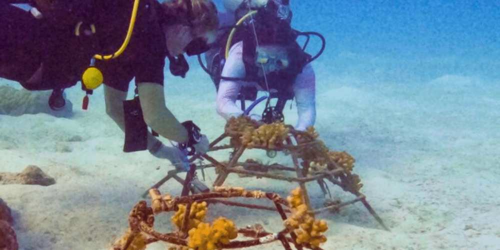 maldives-coral-gardening-reef-conservation-volunteering1