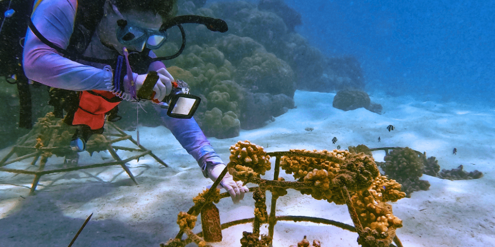 maldives-coral-gardening-reef-conservation-volunteering11