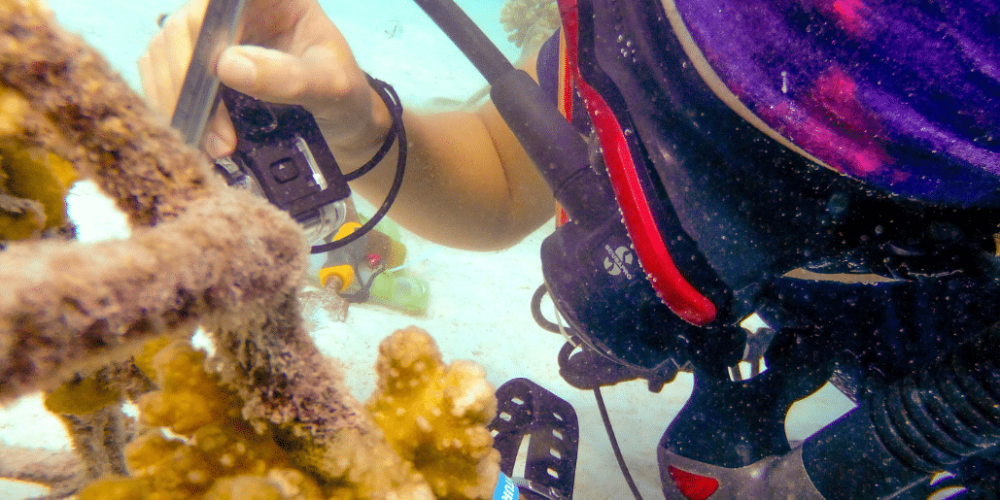 maldives-coral-gardening-reef-conservation-volunteering13