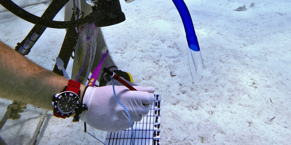 maldives-coral-gardening-reef-conservation-volunteering15