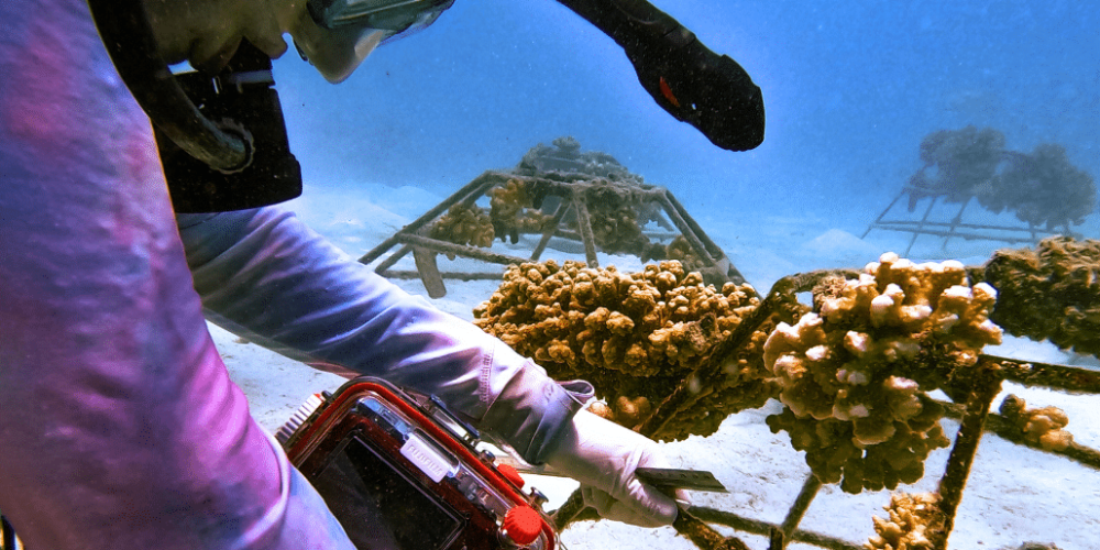 maldives-coral-gardening-reef-conservation-volunteering5