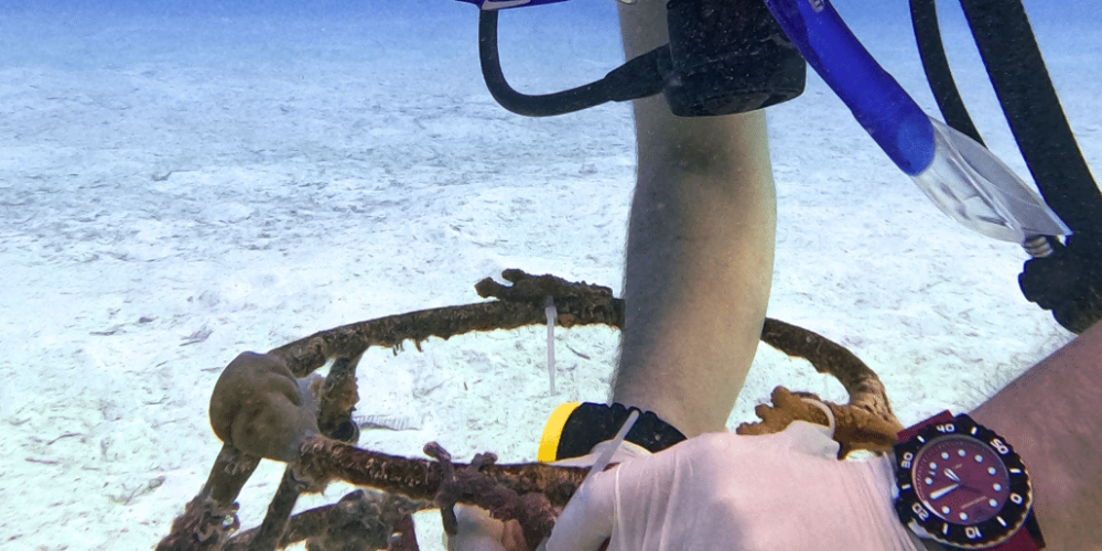 maldives-coral-gardening-reef-conservation-volunteering6