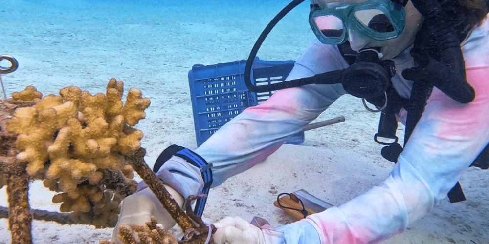 maldives-coral-gardening-reef-conservation-volunteering7