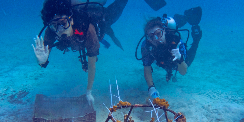 maldives-coral-gardening-reef-conservation-volunteering9