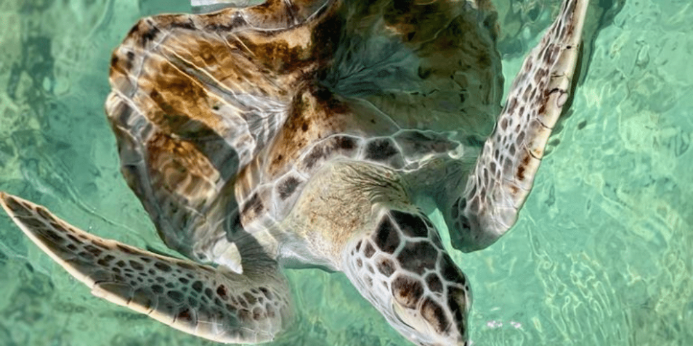 maldives-family-friendly-sea-turtle-conservation-eco-tour-20