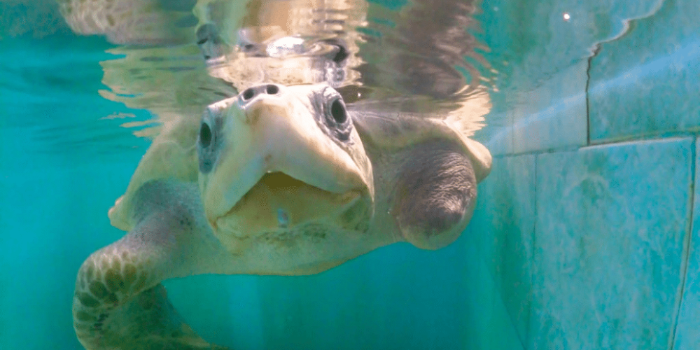 maldives-family-friendly-sea-turtle-conservation-eco-tour-7