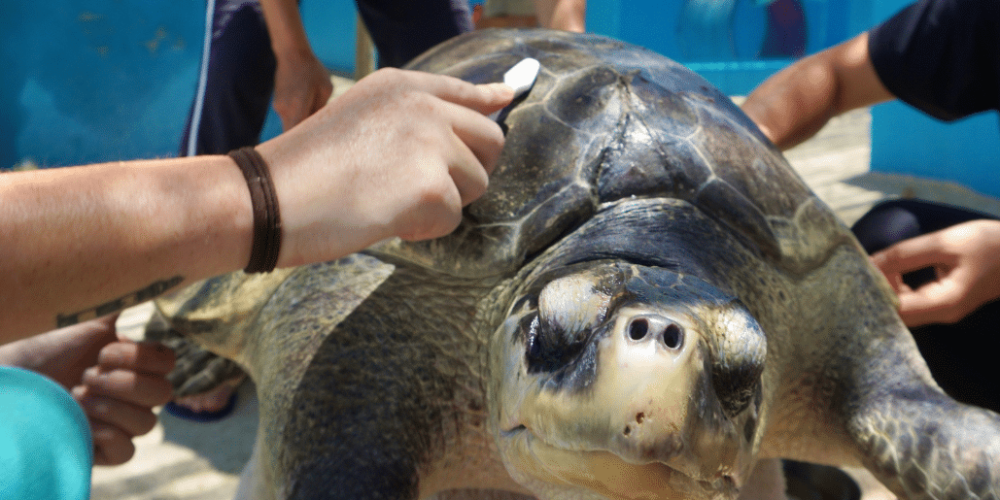 maldives-family-friendly-sea-turtle-conservation-eco-tour-new-10