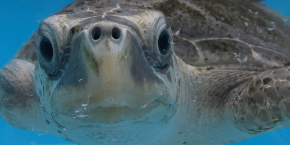 maldives-family-friendly-sea-turtle-conservation-eco-tour-new-13