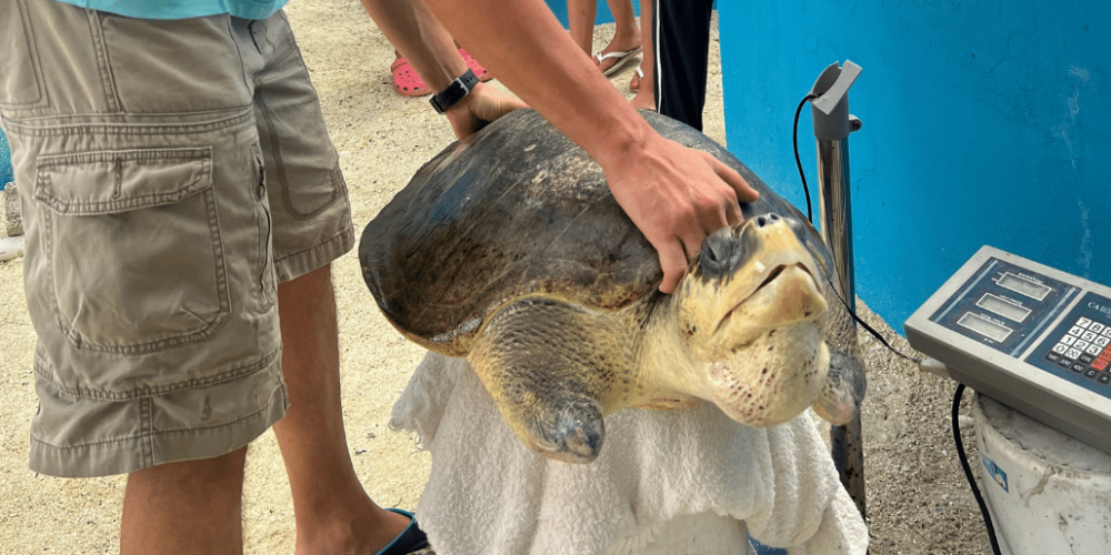 maldives-family-friendly-sea-turtle-conservation-eco-tour-new-3