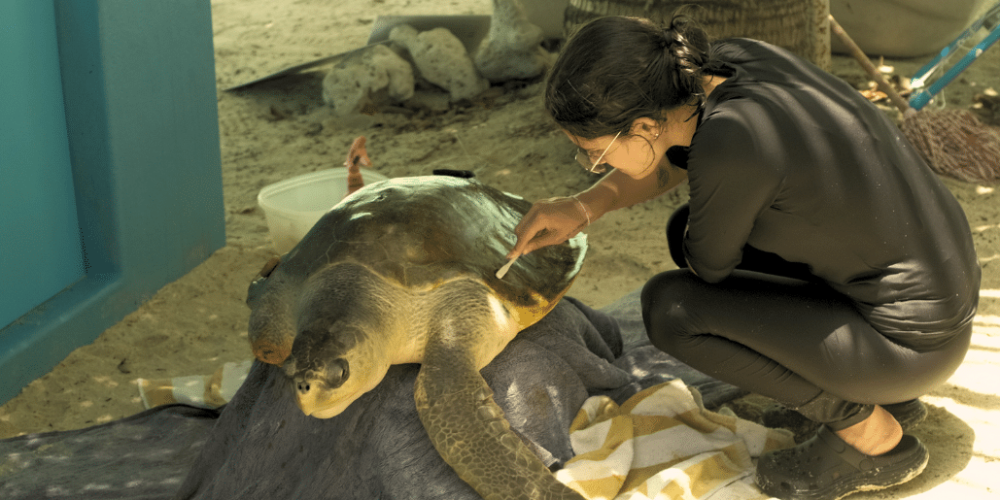 maldives-sea-turtle-&-marine-conservation-for-teenagers-4