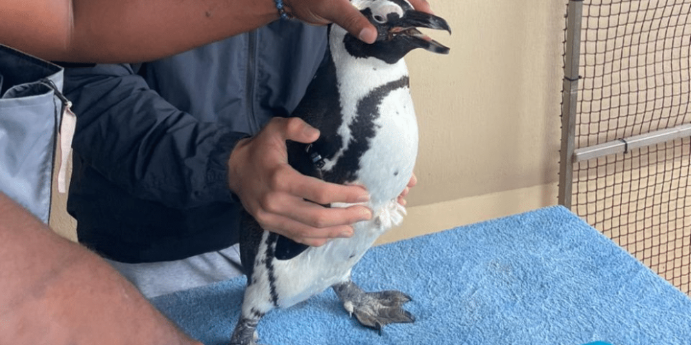marine-big-5-conservation-upd-10