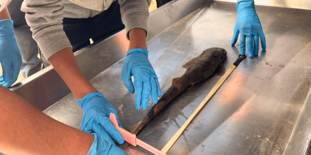 marine-big-5-conservation-upd-12