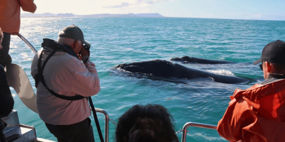 marine-big-5-conservation-upd-13