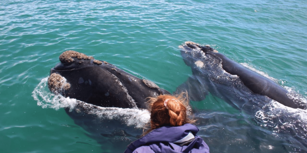 marine-big-5-conservation-upd-14