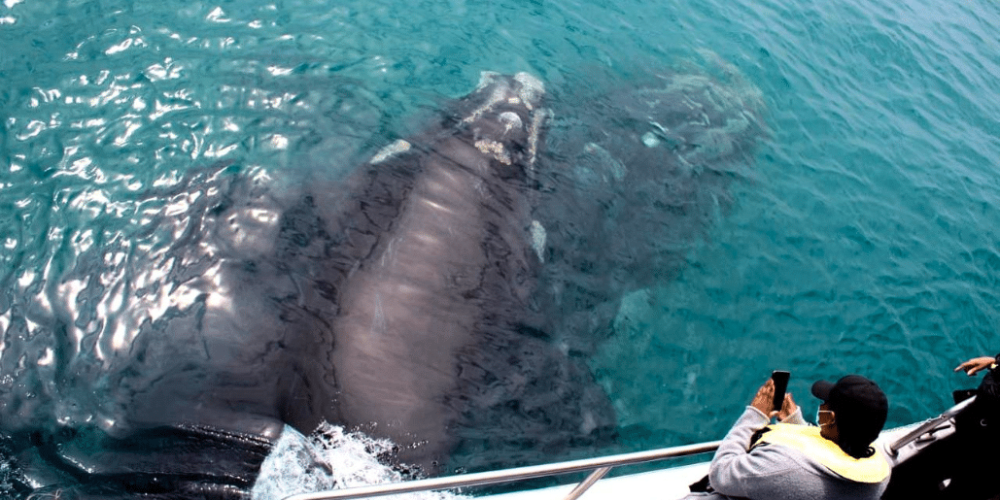 marine-big-5-conservation-upd-15