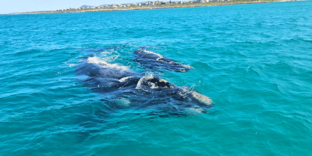 marine-big-5-conservation-upd-16