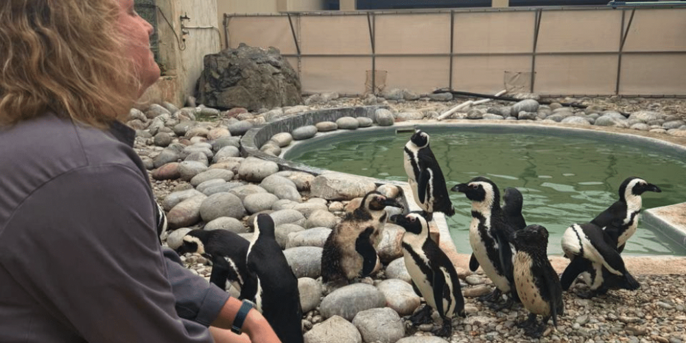 marine-big-5-conservation-upd-21