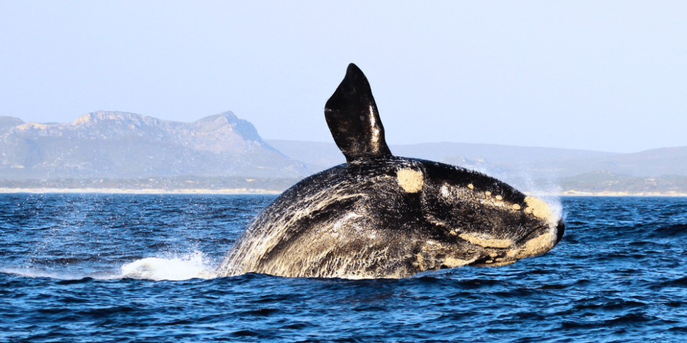 marine-big-5-conservation-upd-22