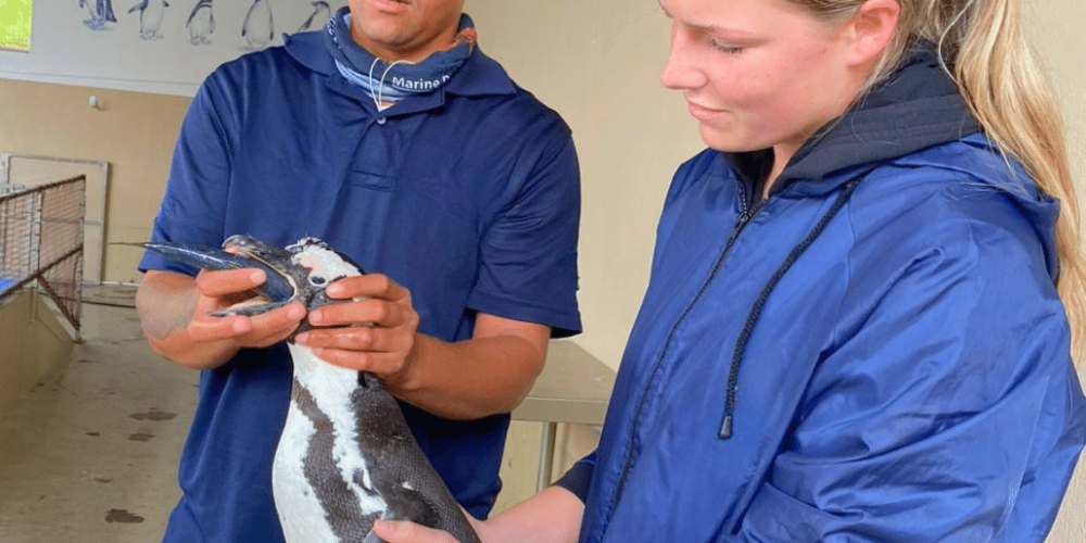 marine-big-5-conservation-upd-4