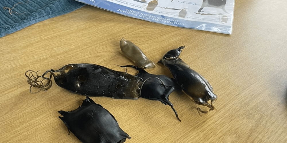 marine-big-5-conservation-upd-9