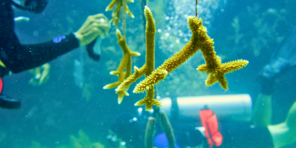 marine-conservation-diving-expedition-for-teenagers-17
