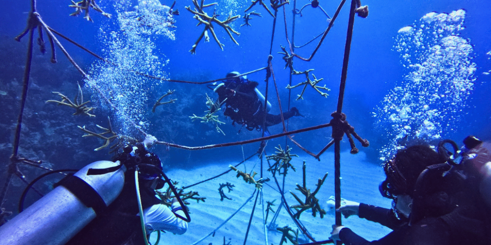 marine-conservation-diving-expedition-for-teenagers-3