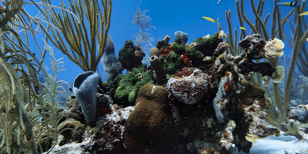 marine-conservation-diving-expedition-for-teenagers-4