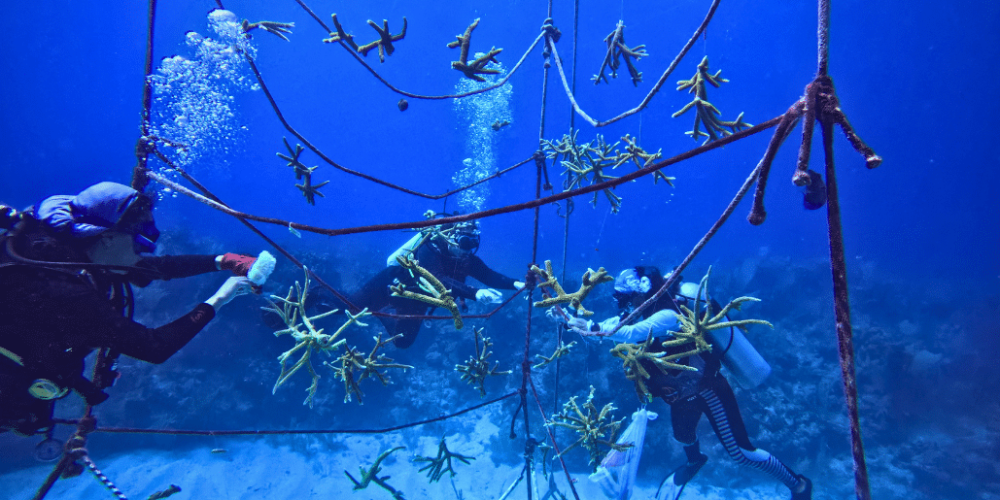 marine-conservation-diving-expedition-for-teenagers-7